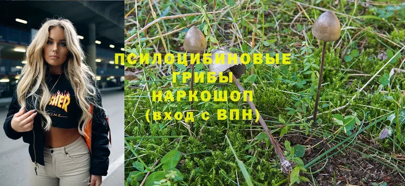 Псилоцибиновые грибы Psilocybine cubensis Анапа